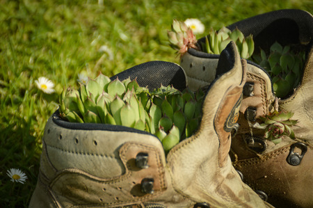 The chicken plants were planted in old hiking boots, which now beautify a garden