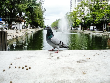 A pigeon at the water channels of Chiang Mai, Thailandの写真素材