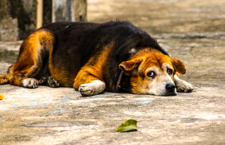 This facial expression can express fear, affection, interest, dreaminess, loneliness, fidelity, or shyness.の写真素材