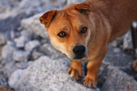 This facial expression can express fear, affection, interest, dreaminess, loneliness, fidelity, or shyness.の写真素材