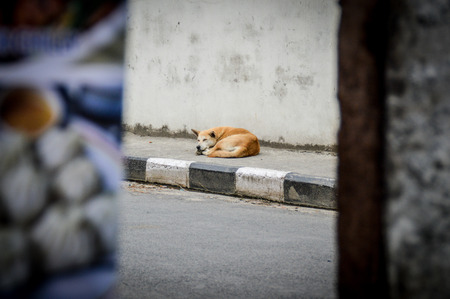 You can see street dogs everywhere in Kathmandu. The city is overcrowded with dogs that have been abandonedの写真素材