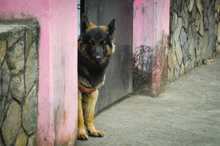 An old shepherd fits exactly who he lets in and who does notの写真素材