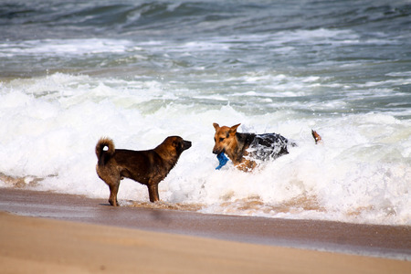 Two dogs play together on the white sand beach in Vietnamの写真素材