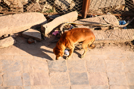 Street dogs are too many in downtown Kathmandu, Nepalの写真素材