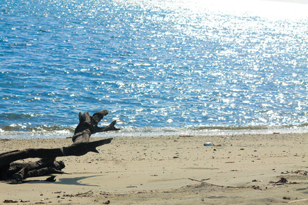 A still completely natural beach, without pollution by humansの写真素材