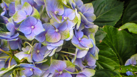 Close-up of the blooms of a pink hydrangea and purple colored gardenの写真素材