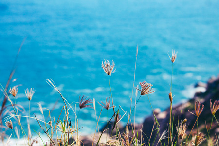 The background view on the blue sea from a cliff. With wild grasses in the foregroundの写真素材