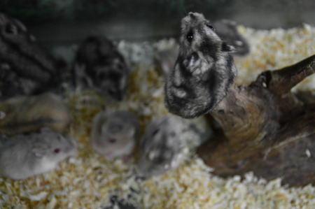 A small hamster tries to climb a branch to escape from the cageの写真素材