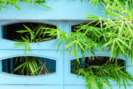 Color contrast, green bamboo leaves against a blue wallの写真素材