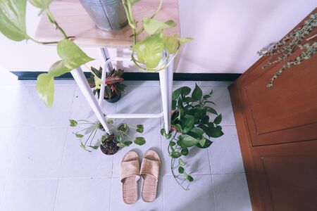 Potted plants for indoor gardening and decorating the home space to promote a gender neutral and healthy living spaceの写真素材