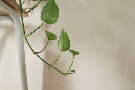 Pothos plant also known as Devil's Ivy or Epipremnum aureum a popular indoor climbing plant that...