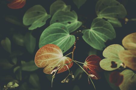 Green leaves in a dark and moody tone for a jungle theme backgroundの写真素材