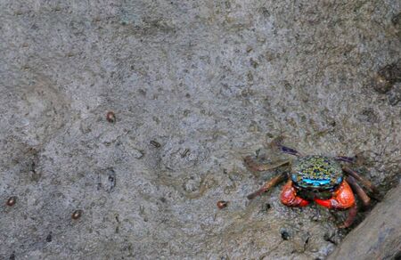 Uca tetragonon, a species of fiddler crab  commonly found in mangrove areas