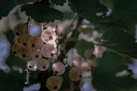 White currants bushes bearing fruits as a sign that Spring season has arrived