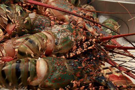 Close up of blue lobster on ice in the street market of Yaowarat Road or Chinatown in Bangkok City...