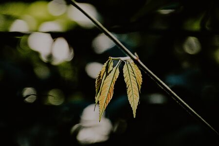 Peaceful scenery in a dark tropical rainforest to show concept of environmentalism and sustainabilityの写真素材