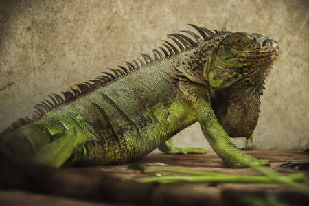 Green iguana or American iguana sold as an exotic pet in Chatuchak Weekend Market in Bangkok City Thailandの写真素材