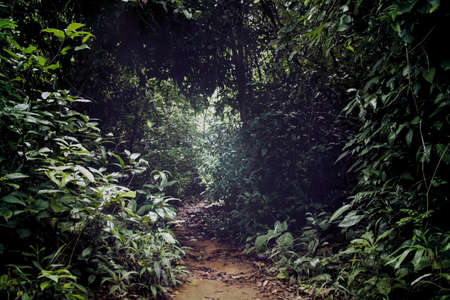 Trail heading towards a thick forest showing concept of outdoor exploration and active lifestyleの写真素材