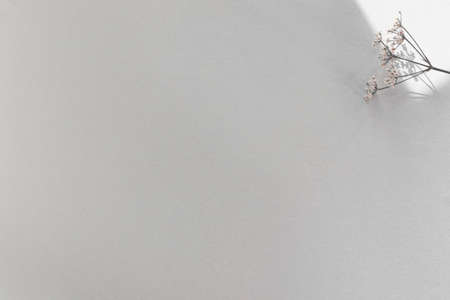 Dainty flowers on white background as a minimalist Spring and Easter themed flat layの写真素材