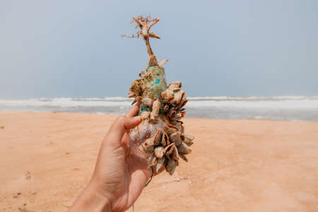 A woman's hand holding a discarded lightbulb covered with barnacles during a beach cleanup to fight pollution in the oceansの写真素材