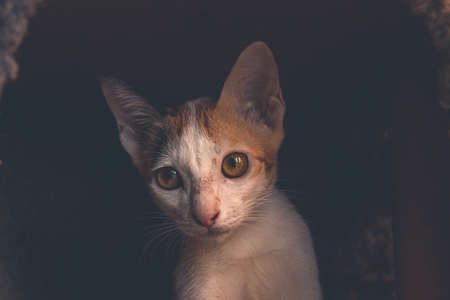 Dramatic portrait of a cute ginger kitten emerging from the darkの写真素材