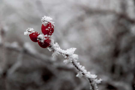 Rose hips covered in frost against a wintry white sceneryの写真素材