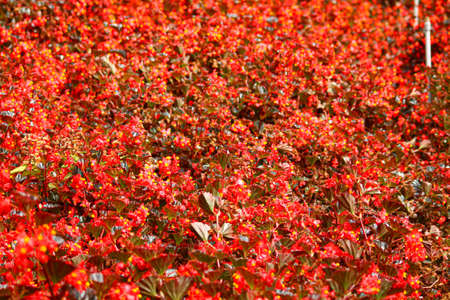 Field of red begonia flowers in Cameron Higlands in Pahang, Malaysiaの写真素材