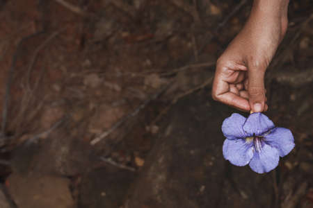 Close up of a hand holding a purple flowerの写真素材