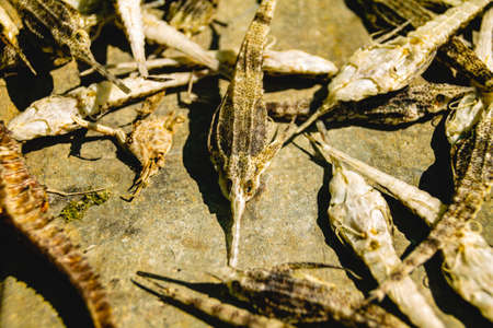 Top view of dried seahorses sold as Traditional Chinese Medicine