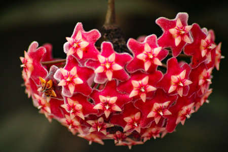 Close up of a Hoya carnosa or wax flower plant in the botanical garden in Cameron Highlands which is a tourist attraction in Pahang, Malaysiaの写真素材