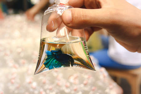 Hand holding a plastic bag container with a blue betta fish inside at Chatuchak Weekend Market in...
