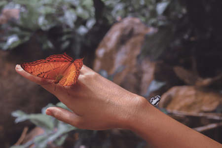 Butterfly perched on a woman's hand showing the concept of wellness, sustainable lifestyle and harmony with natureの写真素材