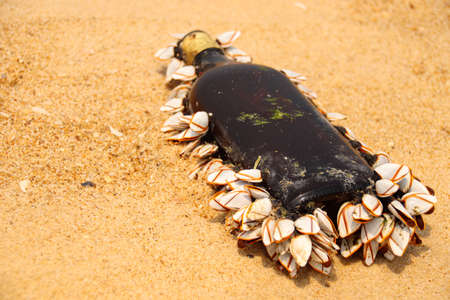Bottle of wine with mussels on the sand. Close-upの写真素材