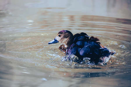 A closeup shot of a duck swimming in a lake with blurred backgroundの写真素材