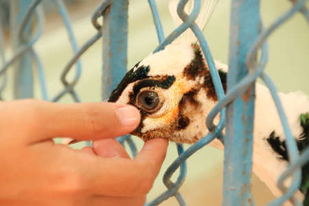 peacock in a cage, close-up of a birdの写真素材