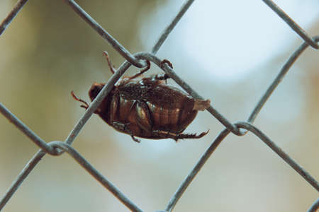 A closeup shot of a bug on a metal fence with blurred backgroundの写真素材