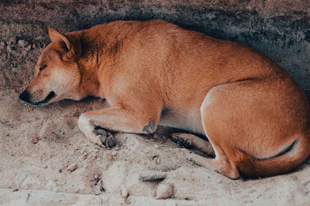 Shiba Inu dog sleeping on the sand. Selective focus.の写真素材