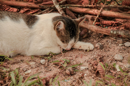 Cute cat sleeping on the ground in the garden, Thailand.の写真素材