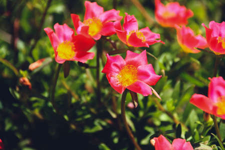 Moss-rose purslane or Portulaca grandiflora in full bloom during the summerの写真素材