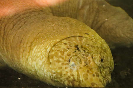 Close up of a Rafetus swinhoei or Yangtze giant softshell turtle headの写真素材