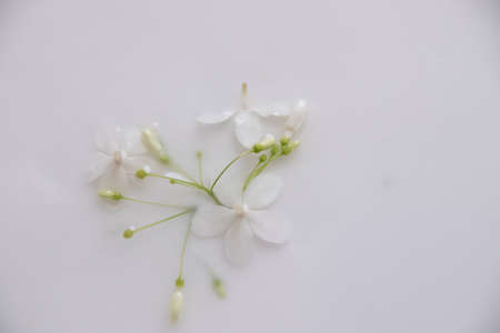 Delicate white flowers in a therapeutic milk bath to show concept of  sustainable comfort and tranquility of the Springtimeの写真素材