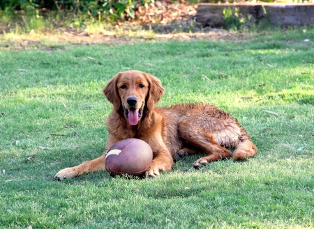 Golden Retriever With Footballの写真素材