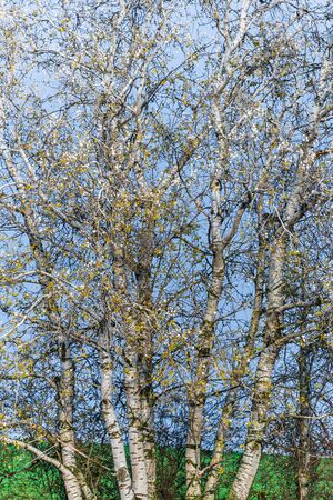 The white birch tree contrasts with the blue sky background. On the branches of a birch, autumn yellow leaves and several birds.の写真素材