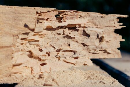 Dry wood destroyed by Lyctid Powderpost Beetles. Close-up on round holes, tunnels with flour-like powder below the wood surface.の写真素材