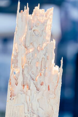 Wooden board, sawn timber damaged by pests. Small worms, powder beetles reduce wood to a flour-like powderの写真素材