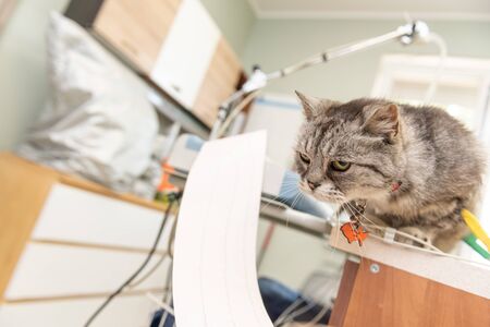 A small, young cat sitting on a table in a veterinary office during medical examinations. In the...
