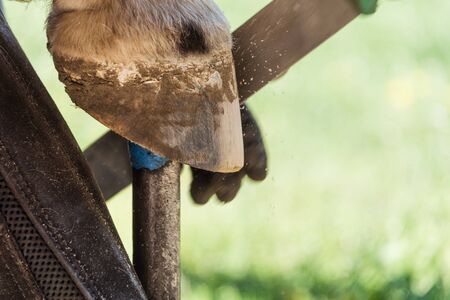 Horse farrier at work - trims and shapes a horse's hooves using rasper and knife. The close-up of horse hoof.の写真素材