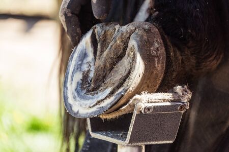 Horse farrier at work - trims and shapes a horse's hooves using rasper and knife. The close-up of horse hoof.の写真素材