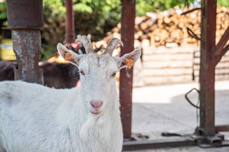 A goat on the farm looking straight into the lens.  A small organic farm in the spring. Blured background.の写真素材