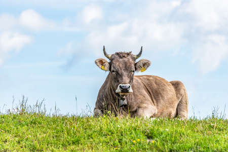 Alpine cow Braunvieh (German, brown cattle) laying in a field of wildflowers in the scenic mountain top in the Alps of Austria.の写真素材